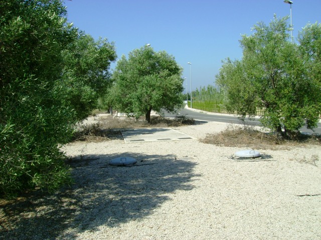 oliva