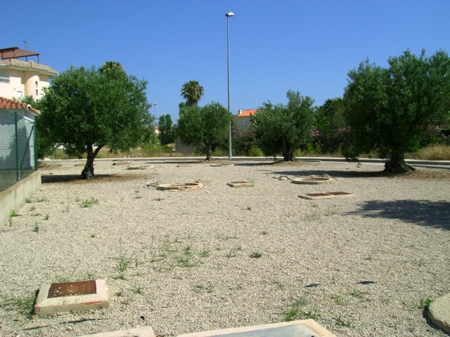 oliva