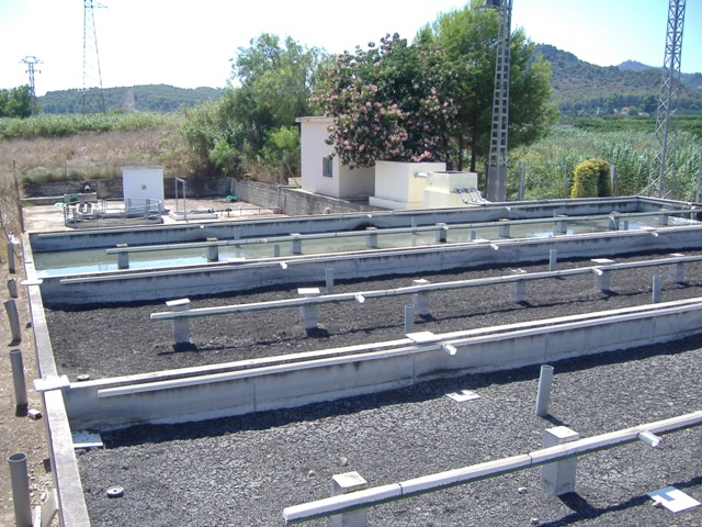 senyera